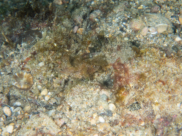 Ambon Scorpionfish