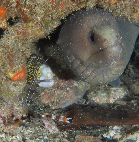 Giant Moray, Snowflake Moray