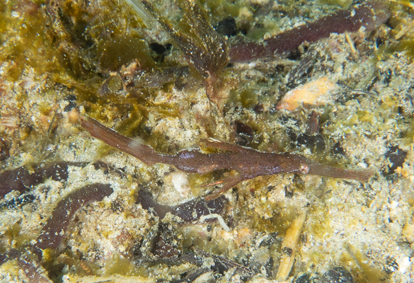 Thin Ghost Pipefish