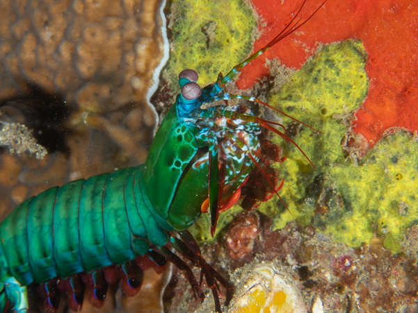 Peacock Mantis Shrimp