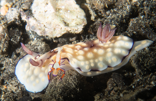 Bus Stop Chromodoris with Emperor Shrimp