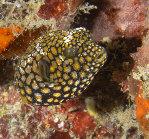 Juvenile Map Puffer