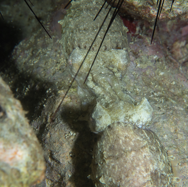 Dwarf Cuttlefish