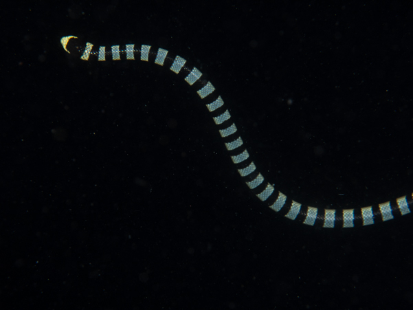 Banded Sea Snake