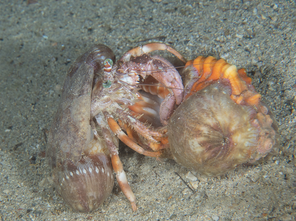 Decorator Boxer Crabs fighting or ?