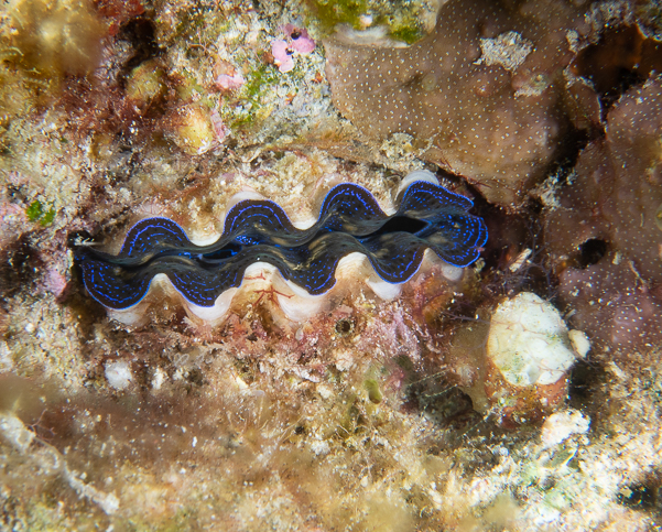 Fluted Giant Clam