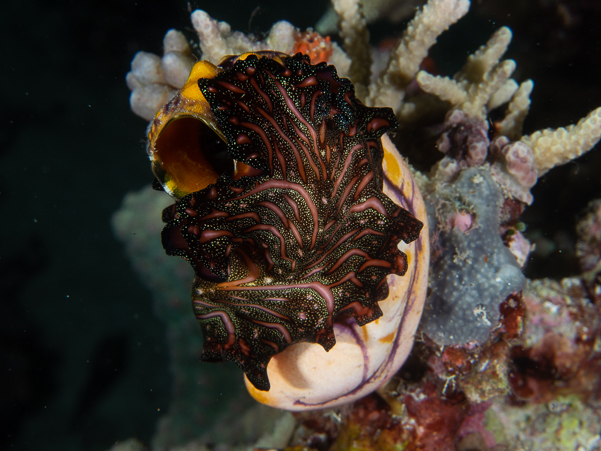 Persian Carpet Flatworm