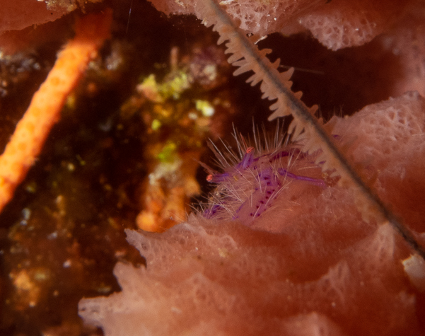 Hairy Squat Lobster