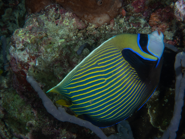 Emperor Angelfish