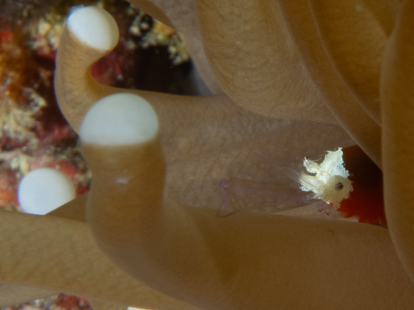 Mushroom Coral Shrimp