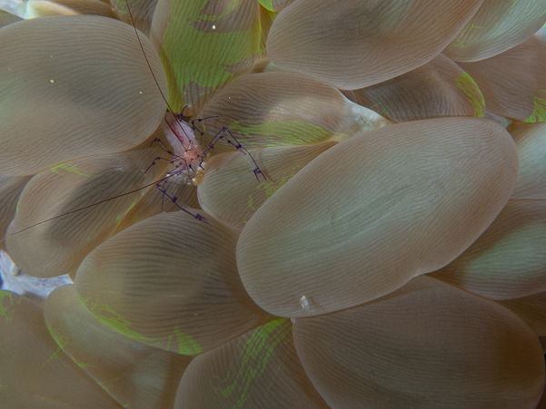 Bubble Coral Shrimp