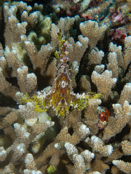 Leaf Scorpionfish