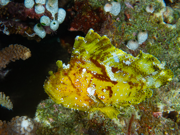 Leaf Scorpionfish