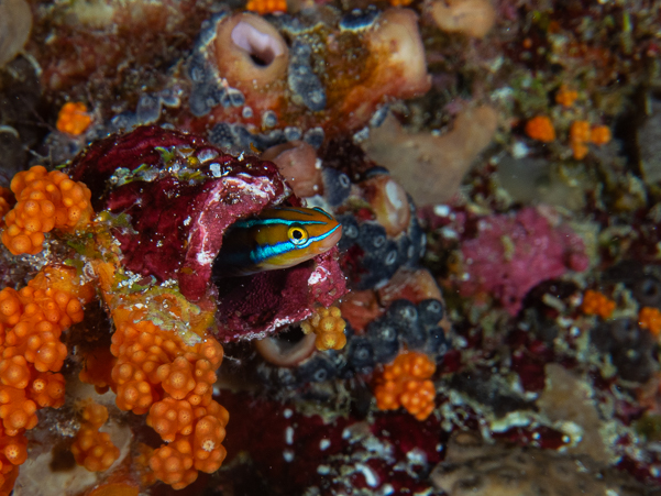 Bluestriped Fangblenny