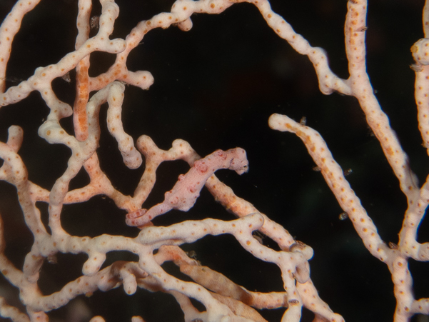 Denise Pygmy Seahorse