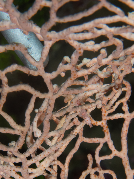 Denise Pygmy Seahorse