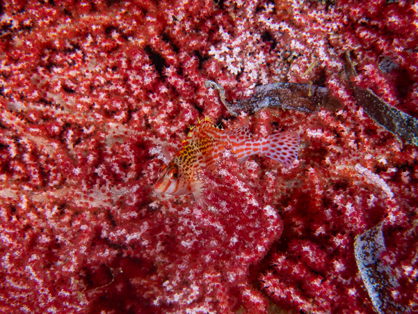 Dwarf Hawkfish