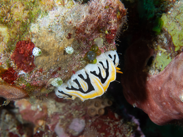 Reticulidia Fungia Nudibranch