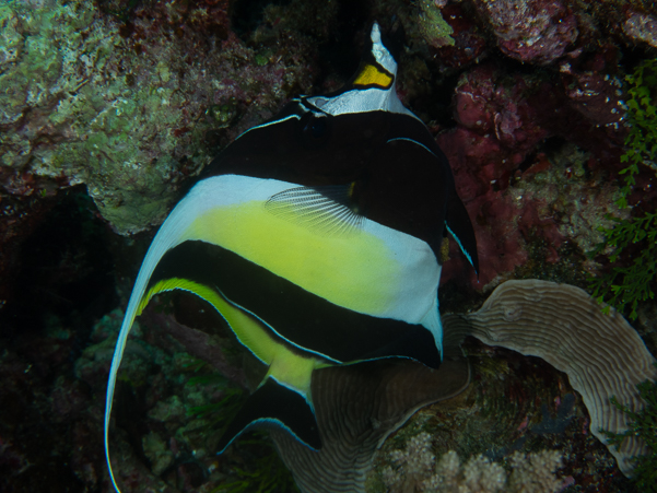 Moorish Idol