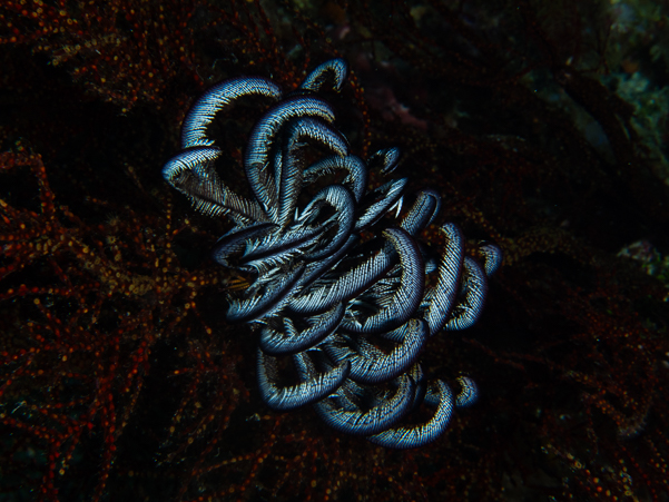 Feather Star