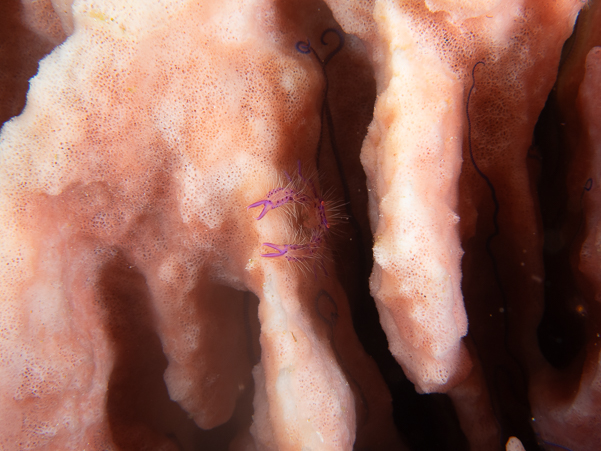 Hairy Squat Lobster