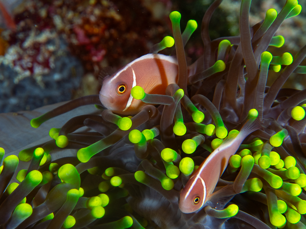 Pink Anemonefish