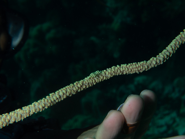 Zanzibar Whip Coral Shrimp