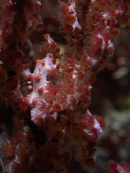 Bargibanti Pygmy Seahorse