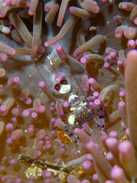 Peacock-tail Anemone Shrimp