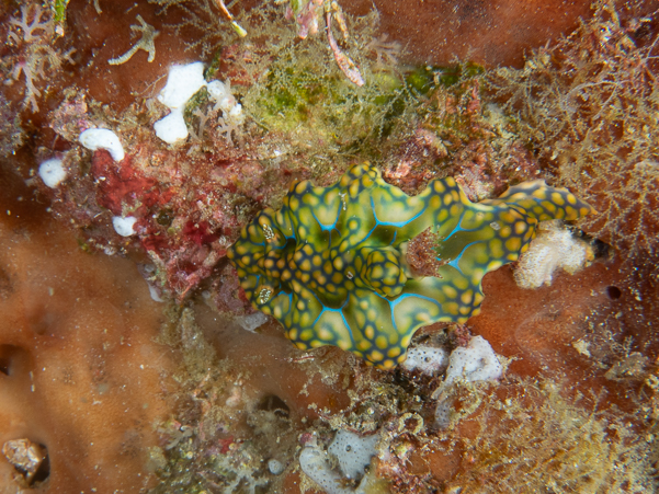 Netted Ceratosoma Nudibranch