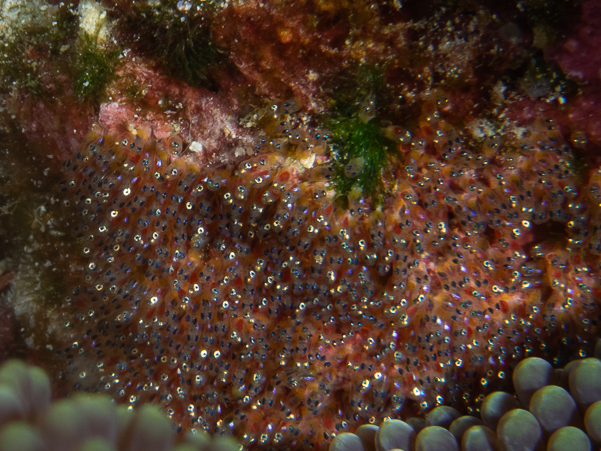 Anemonefish Eggs