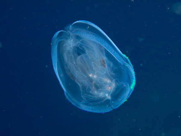 Pelagic Jelly