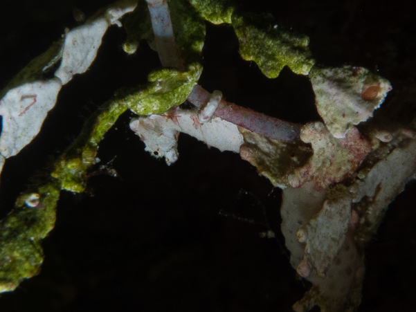 Pontoh's Pygmy Seahorse