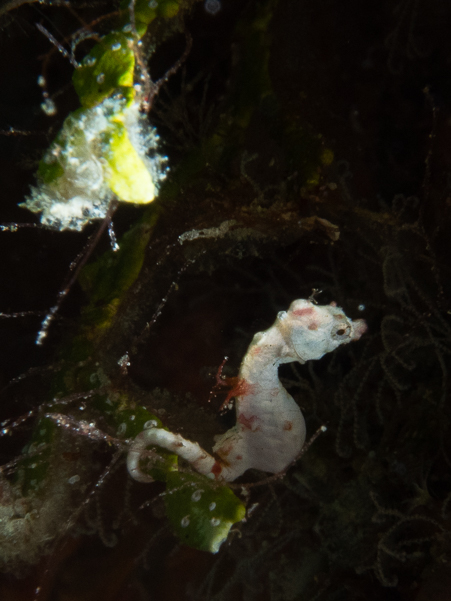 Pontoh's Pygmy Seahorse