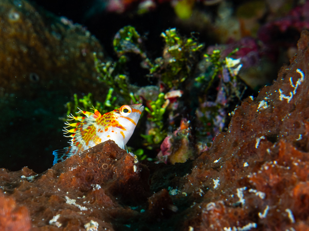 Dwarf Hawkfish