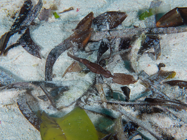 Robust Ghost Pipefish