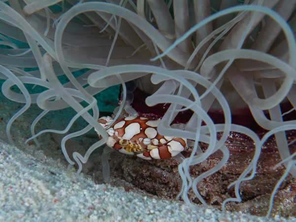 Harlequin Swimming Crab