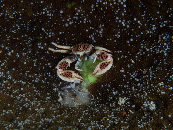 Spotted Porcelain Crab