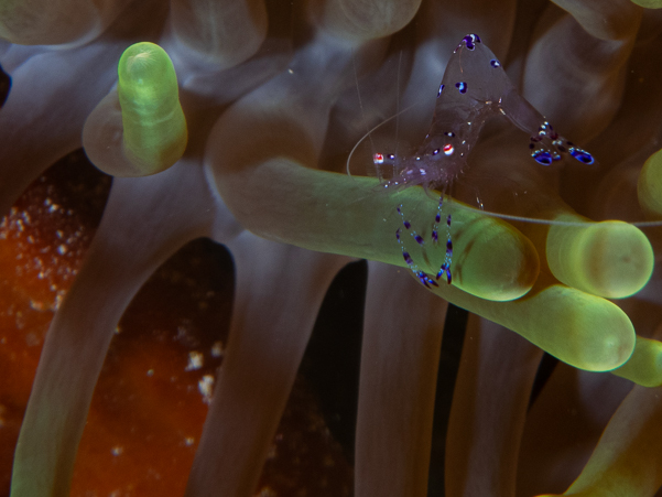 Sarasvati Anemone Shrimp