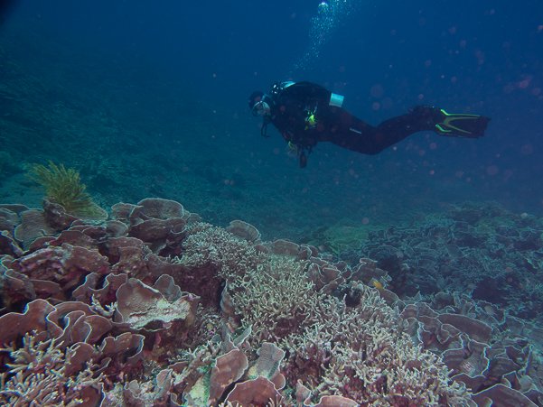 Valerie checking out the Rose Coral at Roma.