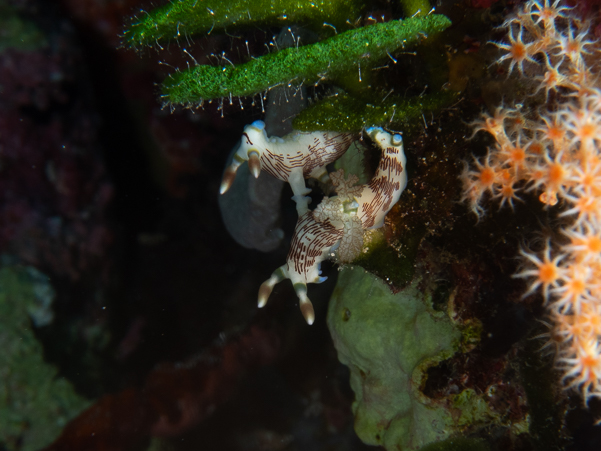 Lined Nembrotha Nudibranchs Mating