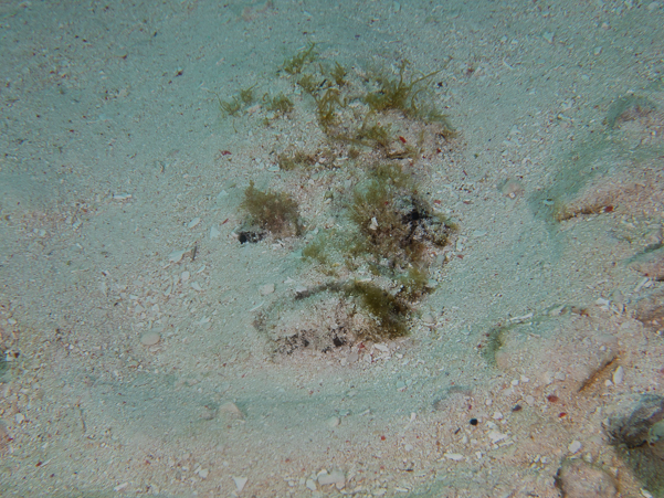 Reef Stonefish