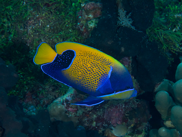 Blue-girdled Angelfish