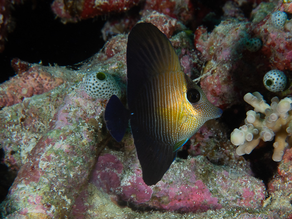 Juvenile Brushtail Tang