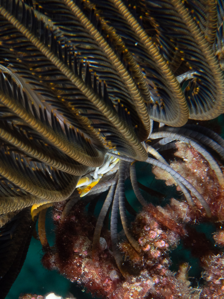 Baba's Crinoid Squat Lobster