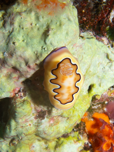 Co's Chromodoris Nudibranch