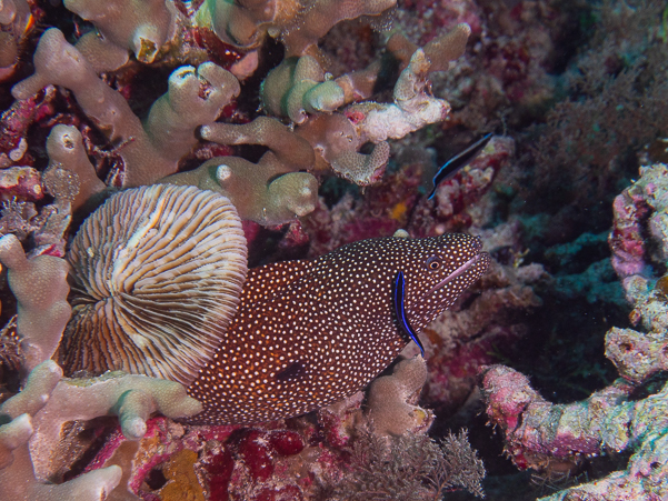 Whitemouth Moray