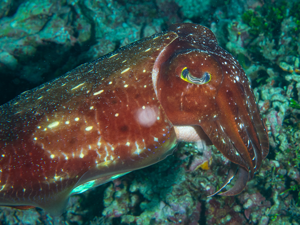 Broadclub Cuttlefish