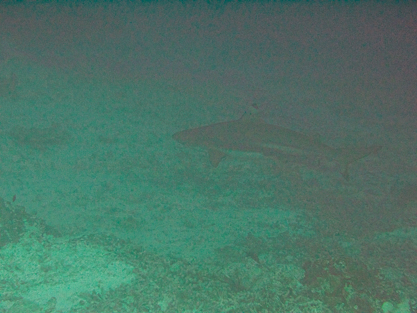 Blacktip Reef Shark