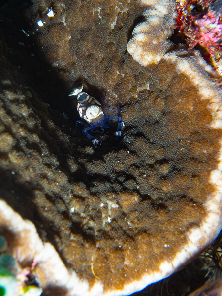 Peacock-tail Anemone Shrimp